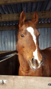 Greta in stable Picture