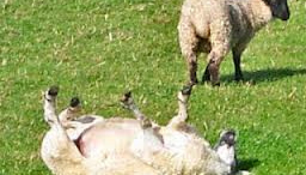 sheeprolling