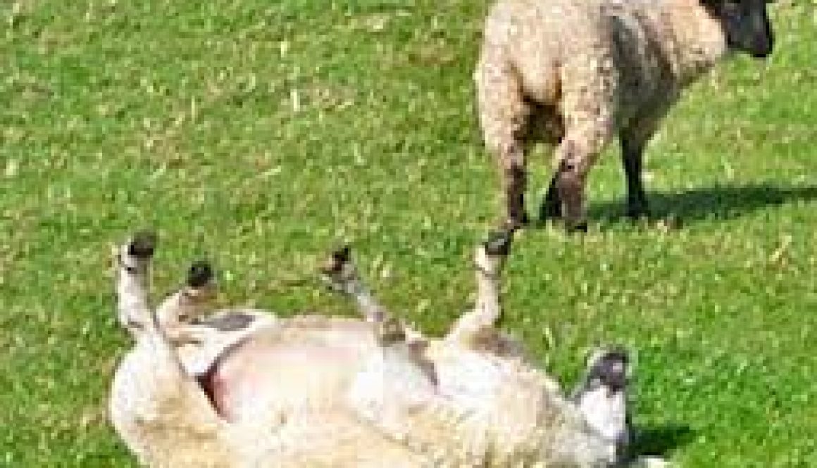 sheeprolling